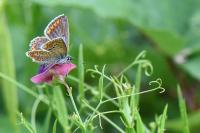 Polyommatus icarus