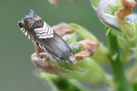 Grapholita compositella