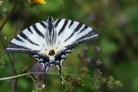 Iphiclides podalirius