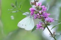 Pieris napi
