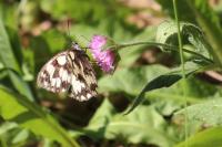 Melanargia galathea
