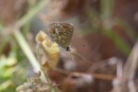Aricia agestis