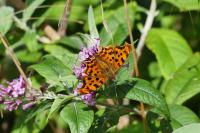 Polygonia c-album