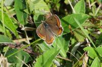 Aricia agestis