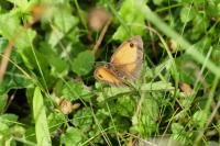Pyronia tithonus
