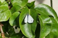 Pieris rapae