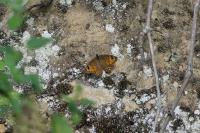Lasiommata maera