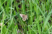 Chiasmia clathrata