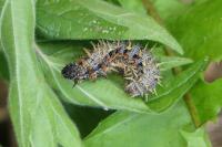 Vanessa atalanta
