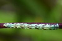 Eupithecia centaureata
