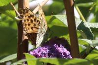 Argynnis paphia