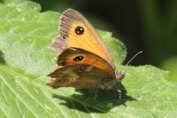 Pyronia tithonus