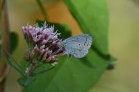 Celastrina argiolus