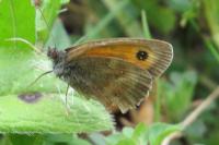 Pyronia tithonus