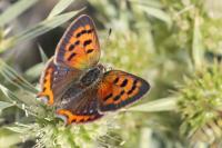 Lycaena phlaeas