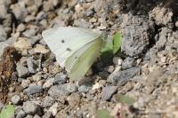 Pieris rapae