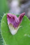 Eublemma purpurina