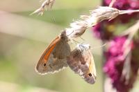 Coenonympha pamphilus