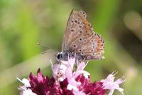 Aricia agestis
