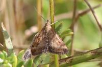 Pyrausta despicata