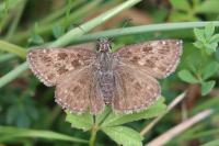 Erynnis tages