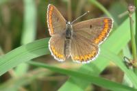 Aricia agestis