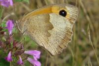 Maniola jurtina