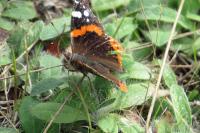 Vanessa atalanta
