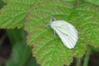 Pieris napi