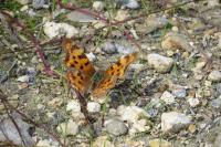 Polygonia c-album