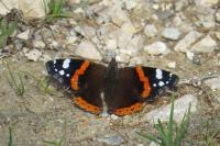 Vanessa atalanta