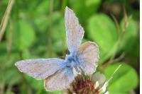 Polyommatus icarus