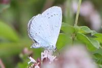 Celastrina argiolus
