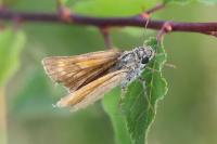Thymelicus acteon