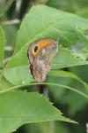 Pyronia tithonus