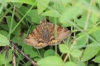Euclidia glyphica
