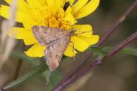 Pyrausta despicata