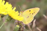 Colias crocea