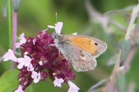 Coenonympha pamphilus