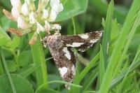 Tyta luctuosa