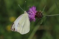 Pieris brassicae