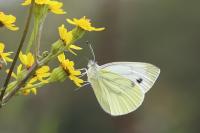 Pieris napi