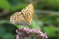 Argynnis paphia