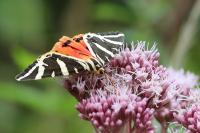 Euplagia quadripunctaria