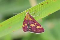 Pyrausta purpuralis
