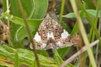 Tyta luctuosa