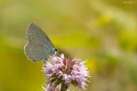 Celastrina argiolus