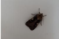 Xestia c-nigrum