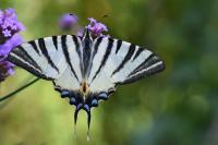 Iphiclides podalirius