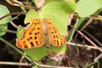 Polygonia c-album